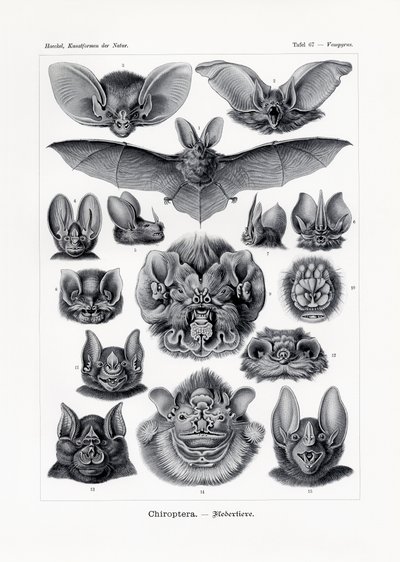 Chiroptera, 1899-1904 av German School